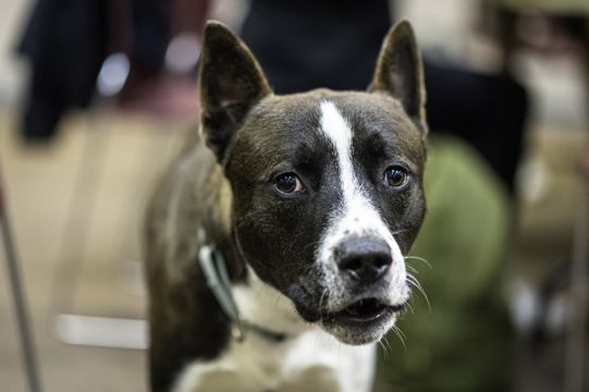 Pinto, the dog, smiles for the camera.