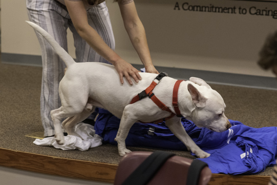 A dog investigates some of the in-progress toys being made.